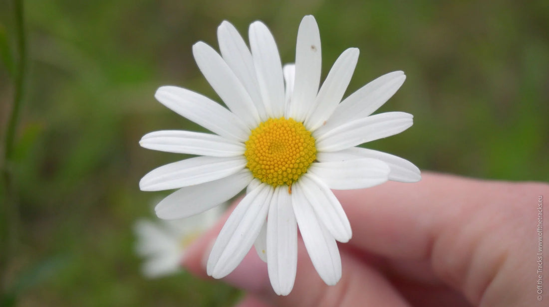 Le guide des plantes sauvages : la marguerite